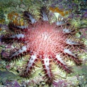 Crown of Thorns in Marianas by Martin Dalsaso 